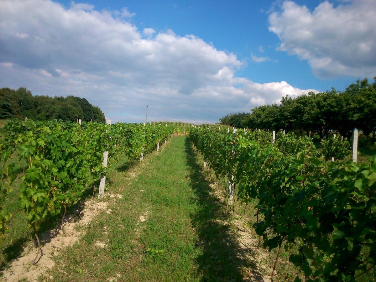 Na Winnicy Zagrabie